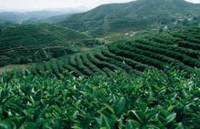 關于固始縣2012年茶葉生產(chǎn)基地建設的意見